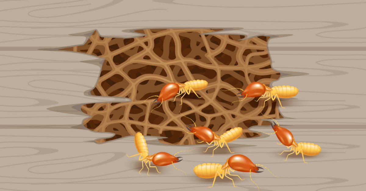 Cartoon termites on damaged wood.