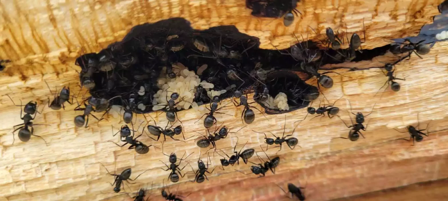 A group of carpenter ants crawling on a piece of wood.