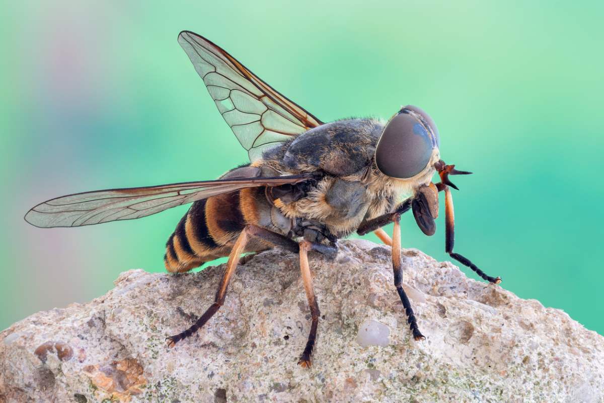 Resting standing horse fly on a rock