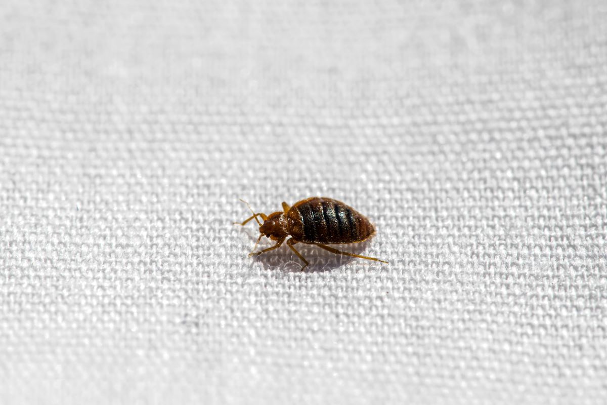 A close-up of a bed bug on white linen.