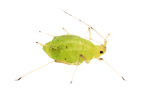 An Aphid.