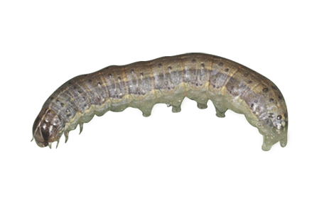 An Armyworm.