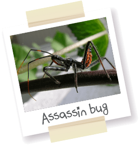 A polaroid style picture of an Assassin bug.