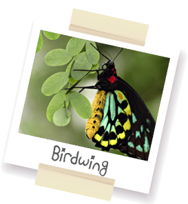 A polaroid style picture of a birdwing butterfly.