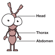 A cartoon depicting the anatomy of an ant.
