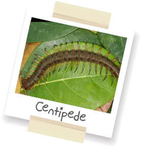A polaroid style picture of a centipede.