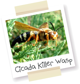 A polaroid style picture of a cicada killer wasp.