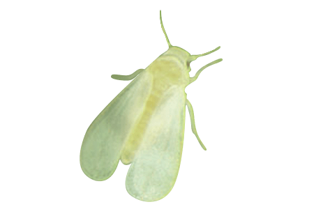 A Fig Whitefly.