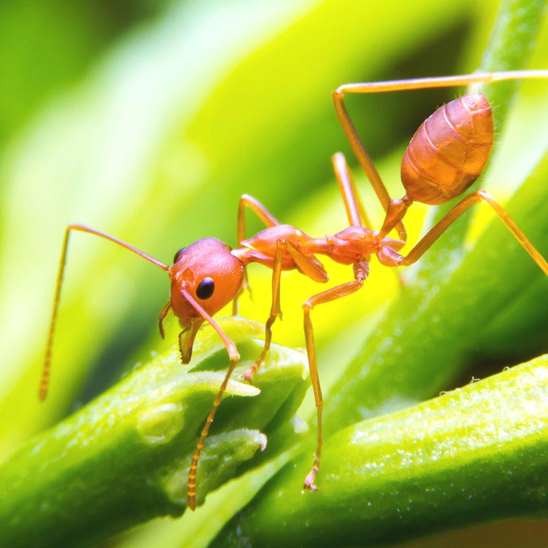 A closeup of a fire ant on some grass.