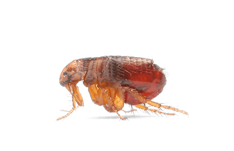 A flea.