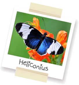 A polaroid style picture of a Heliconius butterfly.