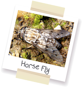 A polaroid style picture of a horse fly.