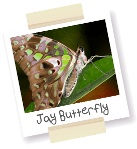 A polaroid style picture of a jay butterfly.