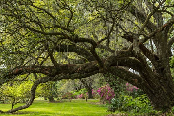 Southern live oak.