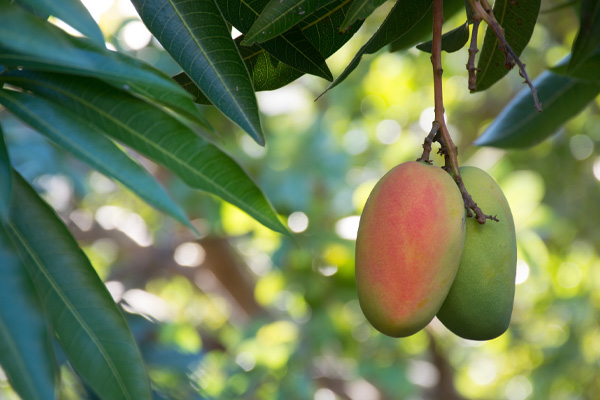 Fruit hanging from a mango tree.
