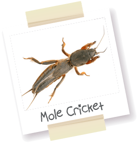 A polaroid style picture of a mole cricket.