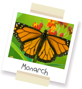 A polaroid style picture of a monarch butterfly.