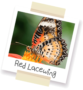A polaroid style picture of a red lacewing.