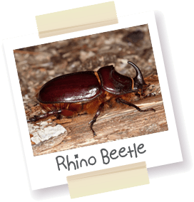 A polaroid style picture of a Rhino beetle.