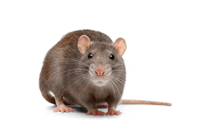 A common rat