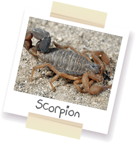 A polaroid style picture of a scorpion.