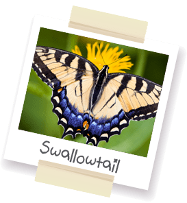 A polaroid style picture of a swallowtail butterfly.