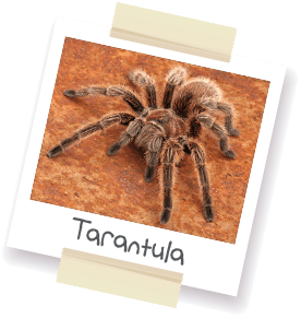 A polaroid style picture of a tarantula.