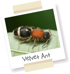 A polaroid picture of a velvet ant.