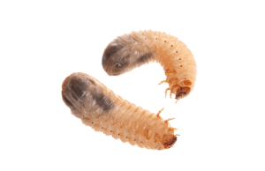 A close-up of two white grubs.