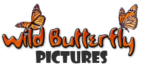 Text stating "Wild butterfly pictures."