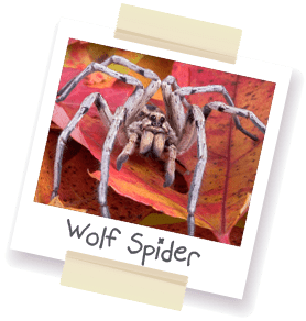 A polaroid style photo of a wolf spider.