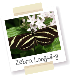 A polaroid style picture of a zebra longwing butterfly.