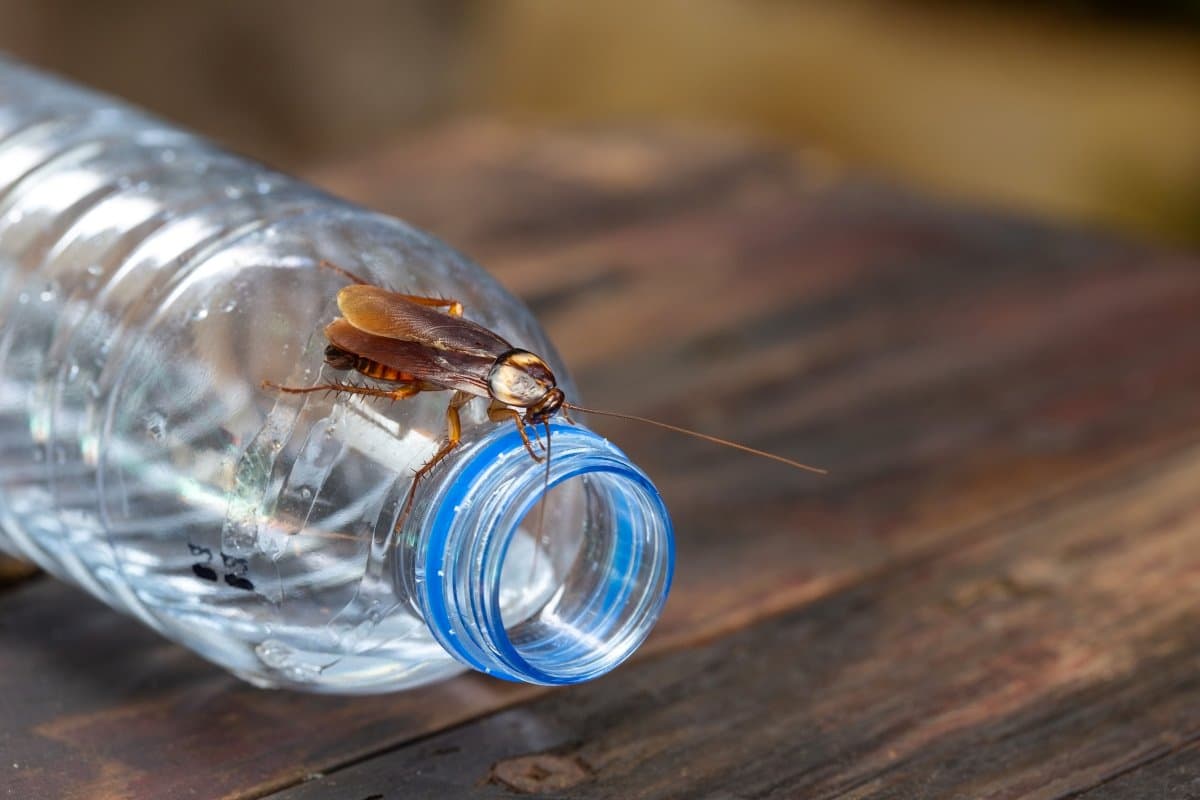 Cockroach crawling on a plastic water bottle.