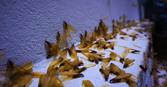 Termites swarming a home.