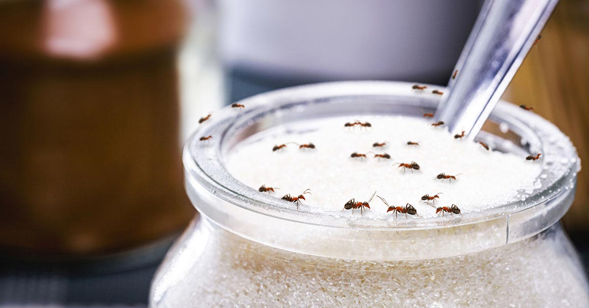 Ants eating sugar in a jar.