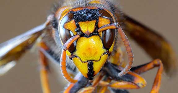 Closeup of a murder hornet.