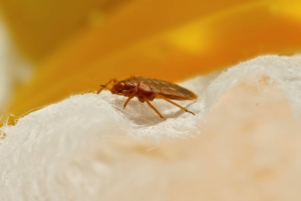 A bed bug crawling on a textile material.