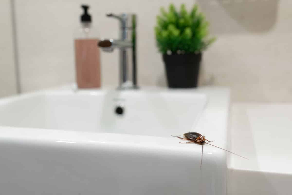 Maintaining A Pest-Free Airbnb In South Florida | Hulett