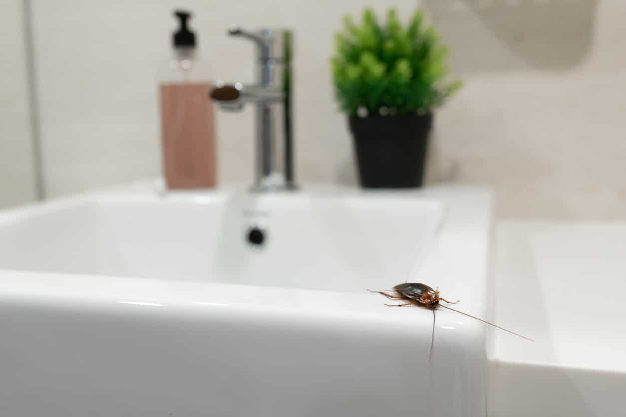 Cockroach on the edge of a home sink.