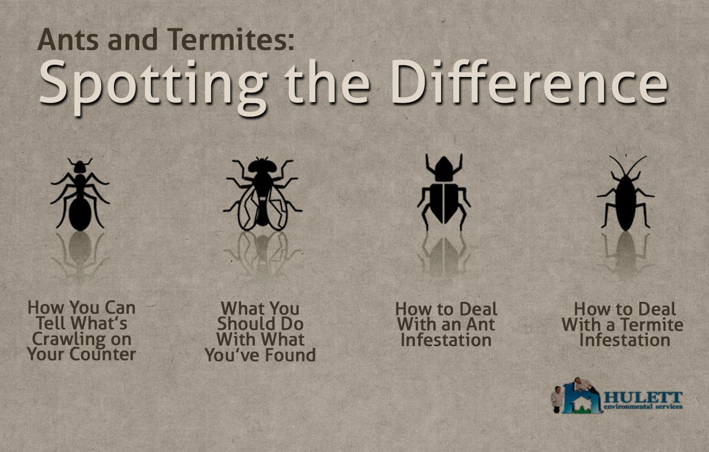 A graphic detailing the differences between ants and termites by anatomy.