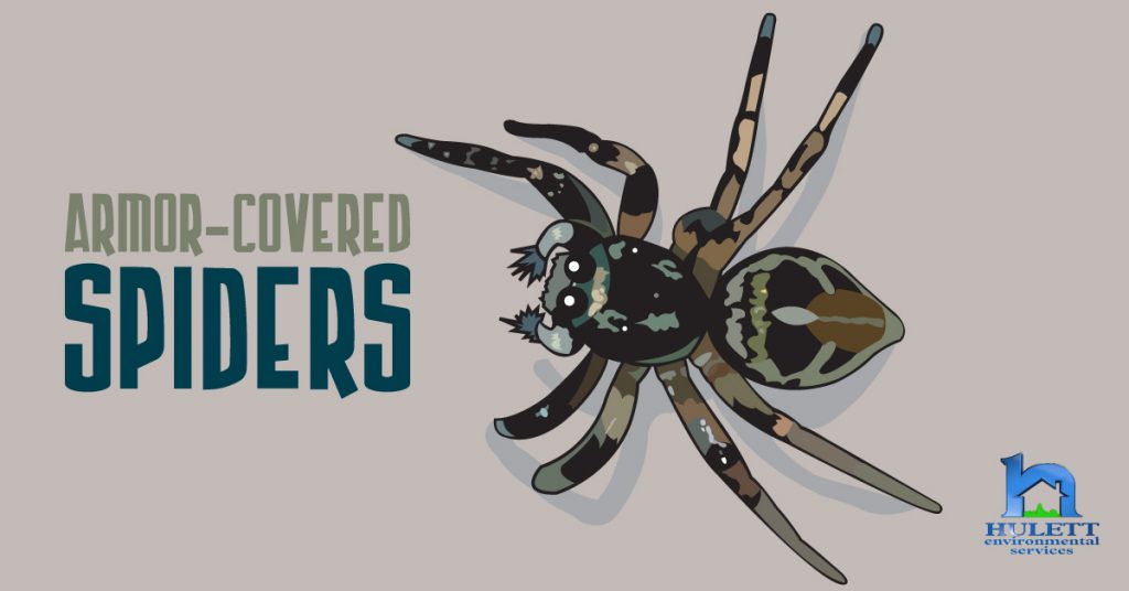 ArmorCovered Spiders Hulett Environmental Services