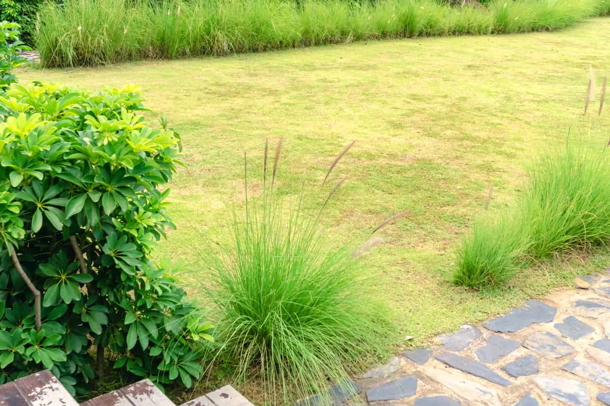 Lawn with brown patch fungus on the grass and shrubbery around the perimeter.