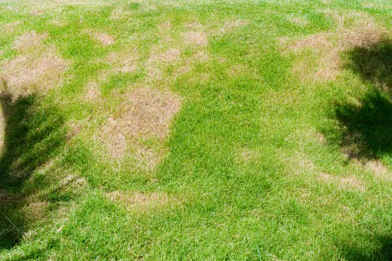 Brown patch fungus on a lawn. Several large brown patches grow on green grass.