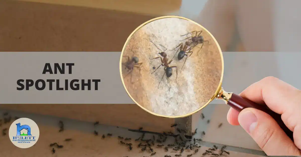 Ants under a magnifying glass with the text "Ant spotlight."