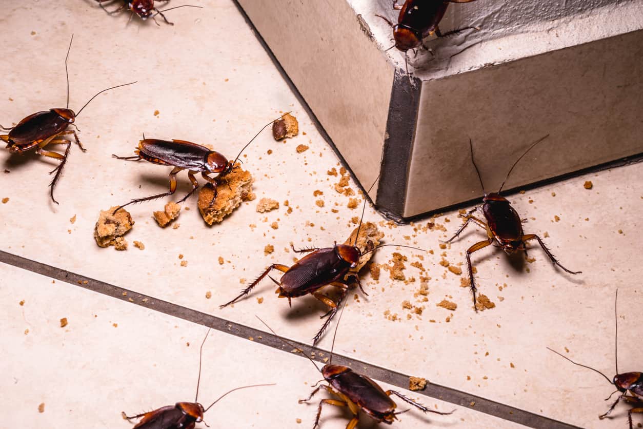 Тараканы переносчики опасных заболеваний