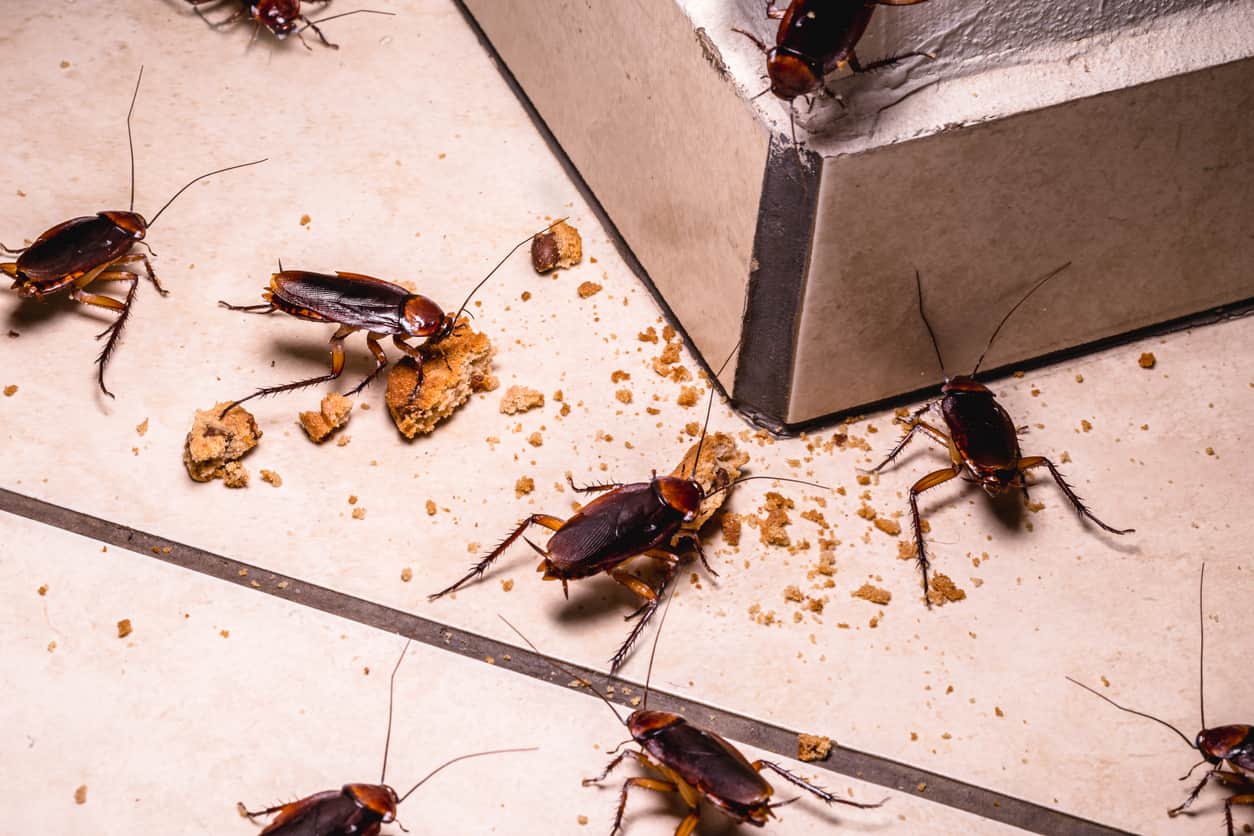 Cockroaches on a floor and baseboards feeding on crumbs.