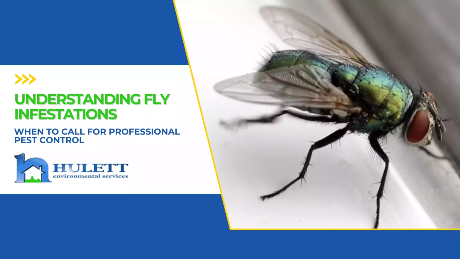 Hulett branded infographic for blog about flies with a photo of a housefly on a windowsill.