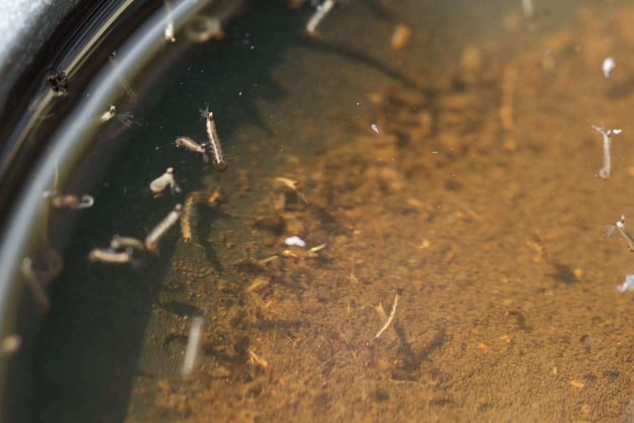 Bug larvae in a tub of standing water.