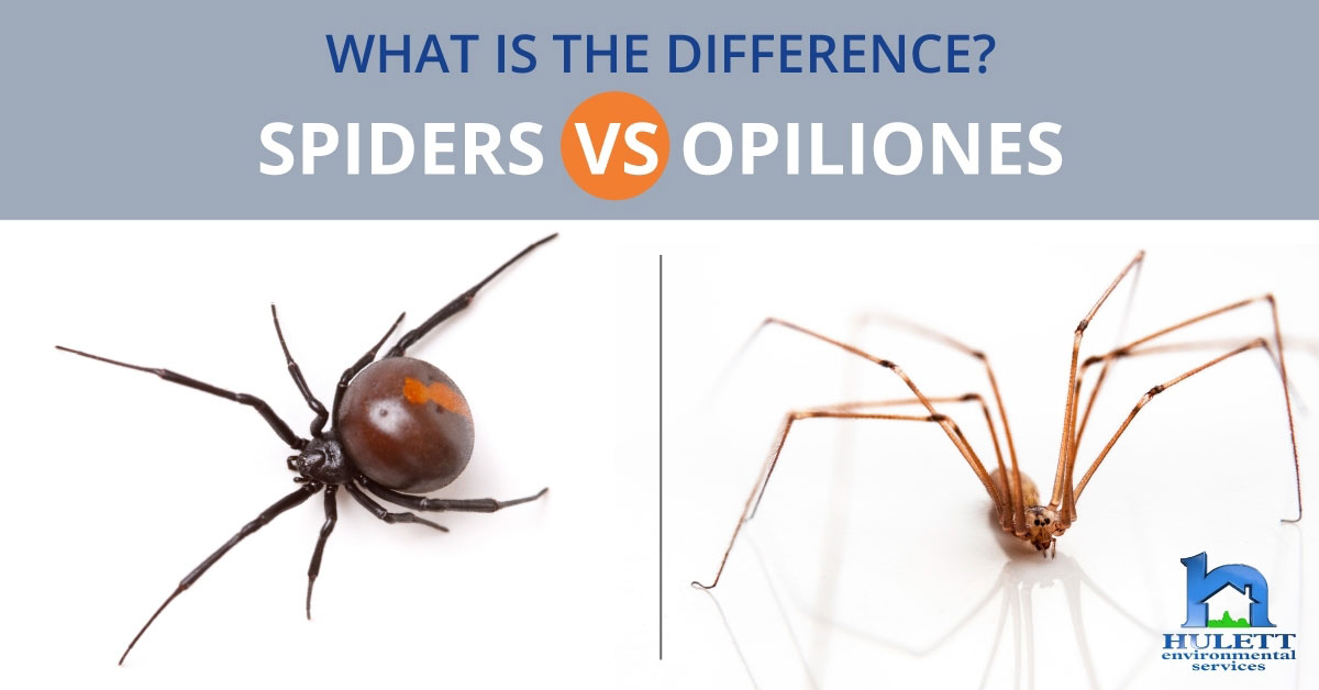 A spider and an Opiliones with text asking "What is the difference? Spiders VS Opiliones.?