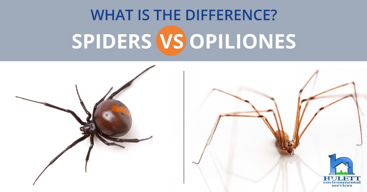 Opiliones - Harvestmen 